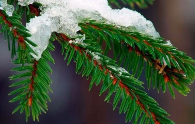 Сделай Рузским  лесам новогодний подарок – оставь елочку в лесу!