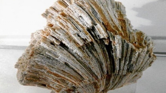Кораллы и губки палеозойской эры нашли в Рузском округе