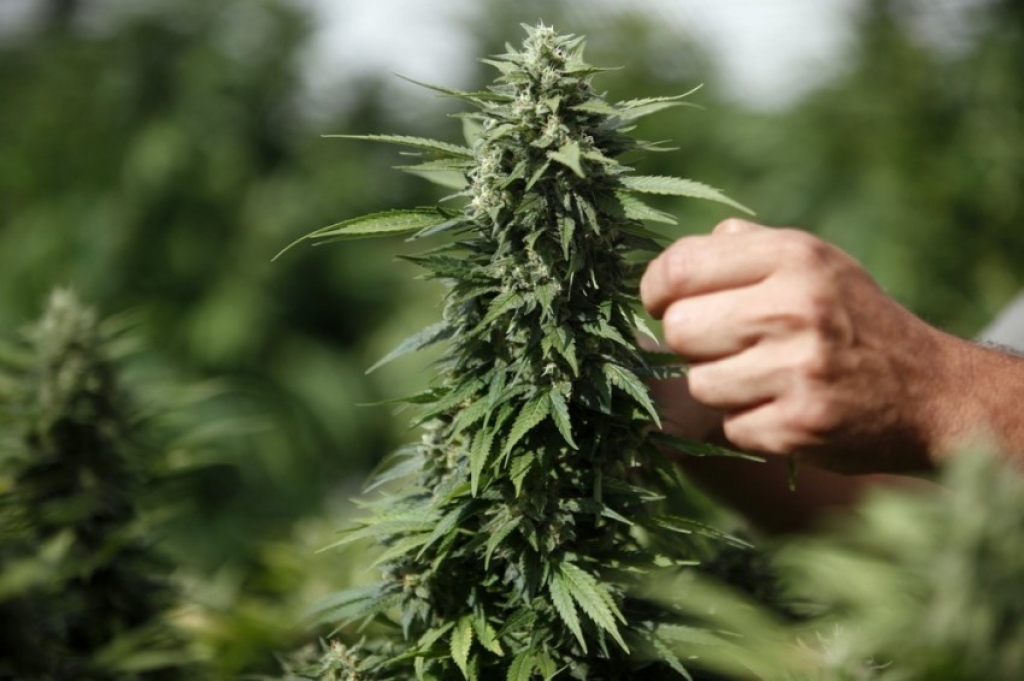 ук рф марихуана выращивание кустов