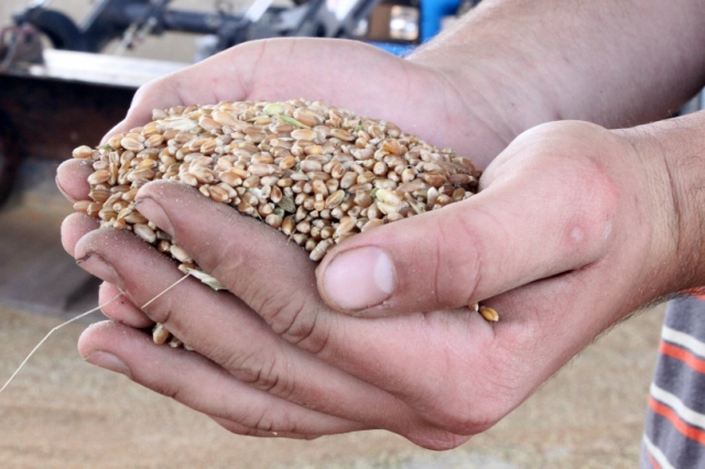 Площадь под посев яровых зерновых культур в Московской области увеличится на 24% в 2019 году