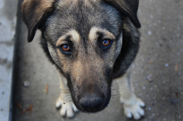 Ружан предупреждают, что кормить бездомных собак запрещено