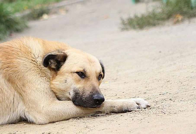 Ружан предупреждают, что кормить бездомных собак запрещено