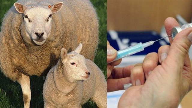 Карантин по оспе овец отменен в Московской области