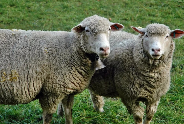 В Рузском округе проводится профилактика оспы овец