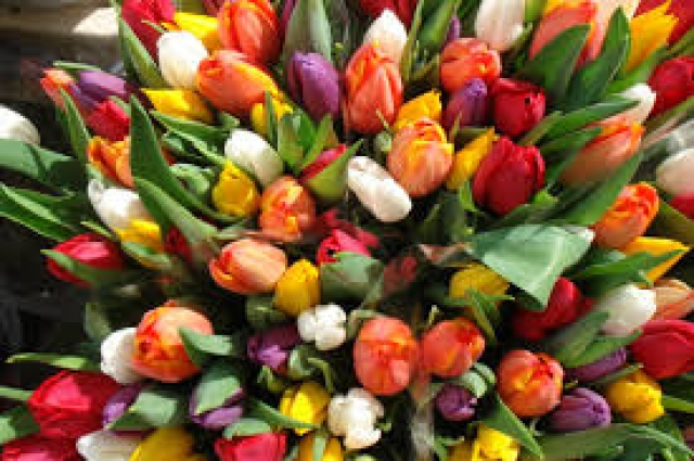 Выращенные в Подмосковье цветы будут продавать к 8 марта