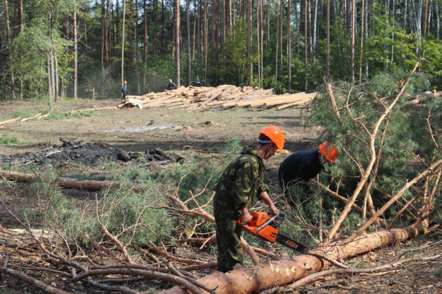 Около деревни Ватулино вырубили пораженный вредителями лес