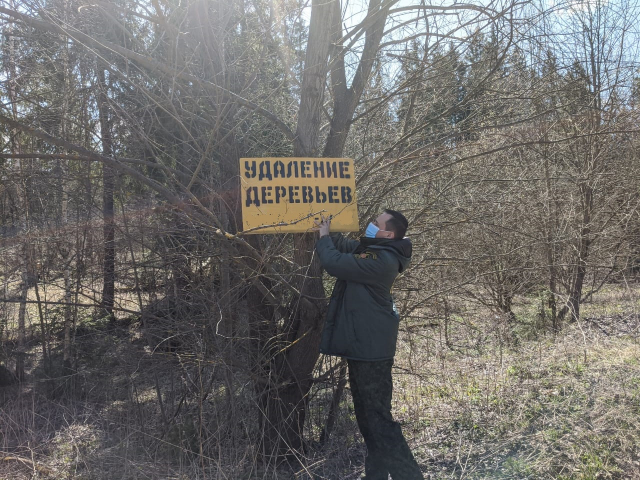 В Рузском округе лесничие демонтируют незаконные объявления на деревьях