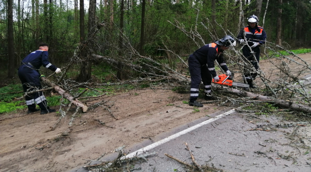 В Рузском округе спасатели убрали дерево с проезжей части