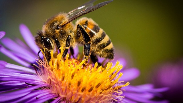 В Старониколаевской библиотеке отметили Всемирный день пчёл