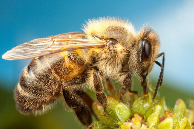 Юным ружанам предложено смастерить пчелу