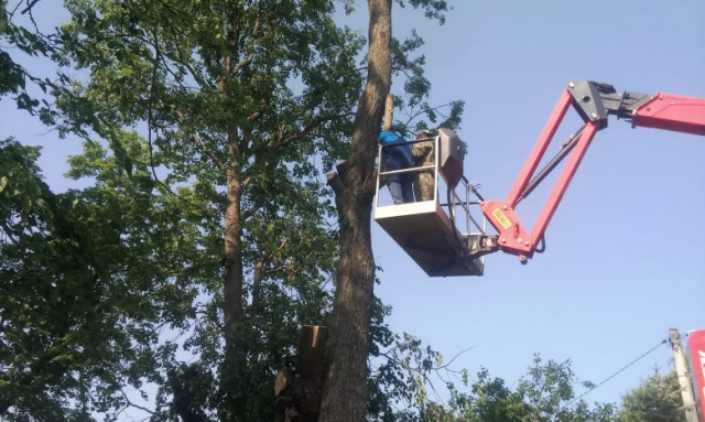 В Рузском округе убирают засохшие деревья