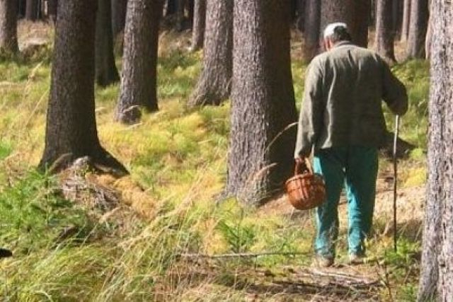 В Рузском округе заблудились больше десяти грибников