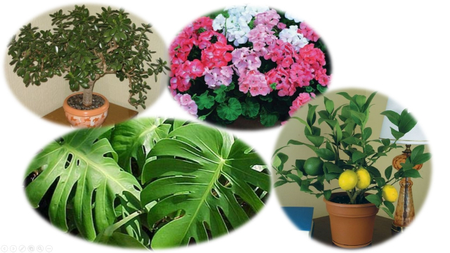 Ружанам – о полезных комнатных растениях