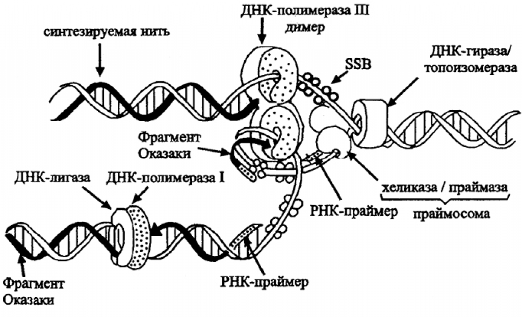Ssb белок. ДНК полимераза репликация ДНК. Строение ДНК полимеразы. Матричный Синтез ДНК репликация. Репликация ДНК полимераза.