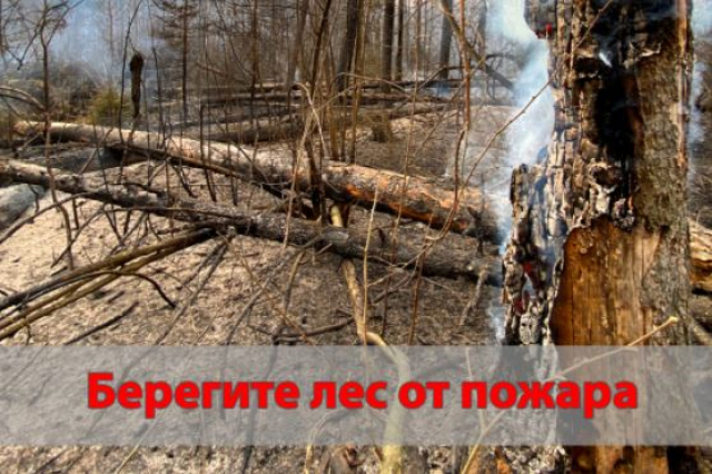 В Рузском округе усилят патрулирование лесов