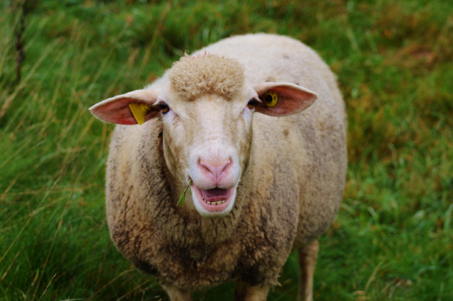 Ружанам напоминают о профилактике оспы овец