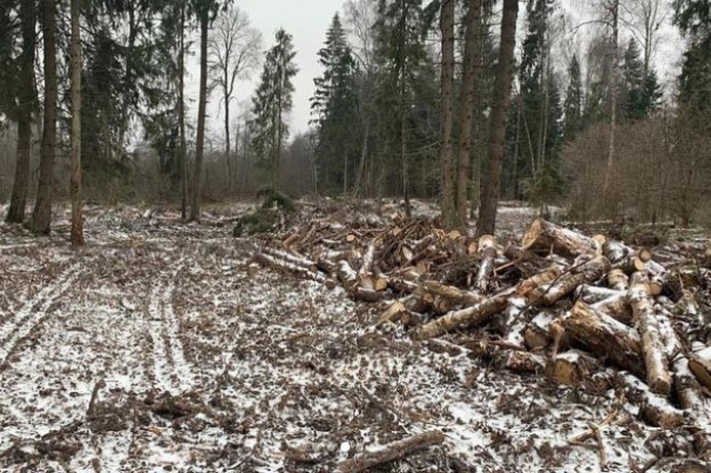 В Рузском округе будет круглосуточно вестись мониторинг участков вырубки лесов