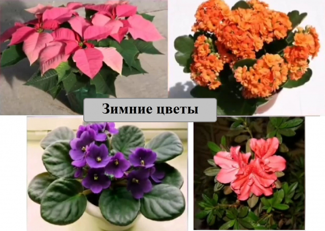 Ружанам рассказали о зимних цветах