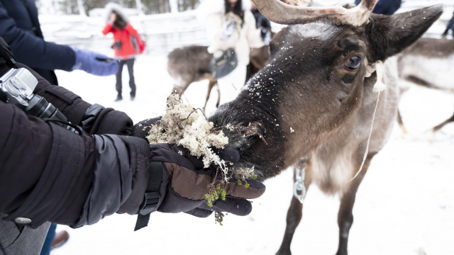 Ферма оленей в Рузе ждёт гостей на новогодние ёлки - Радио1