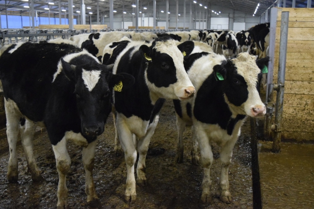 Молочная ферма на 2 тыс. голов начала работу в Наро-Фоминском районе