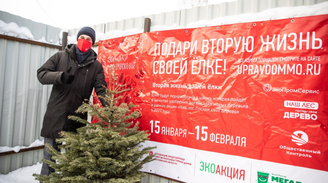 Жители Подмосковья сдали рекордное количество новогодних деревьев