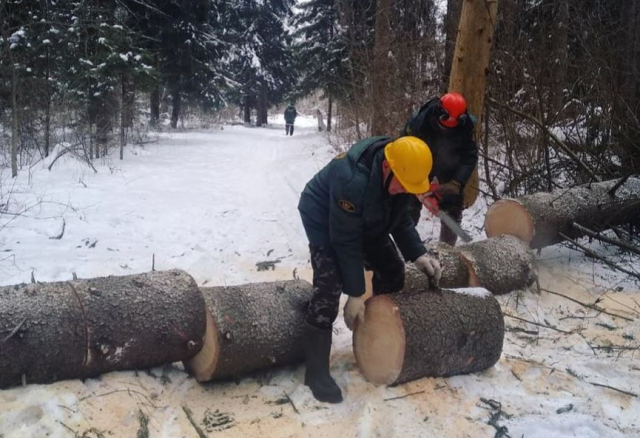 Лыжню в Тучково освободили от упавших деревьев
