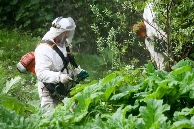 В Рузском округе уничтожают борщевик на полях агрохолдинга