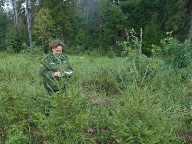 В Одинцовском и Рузском городских округах покрытые лесом земли увеличатся на 1000 гектаров