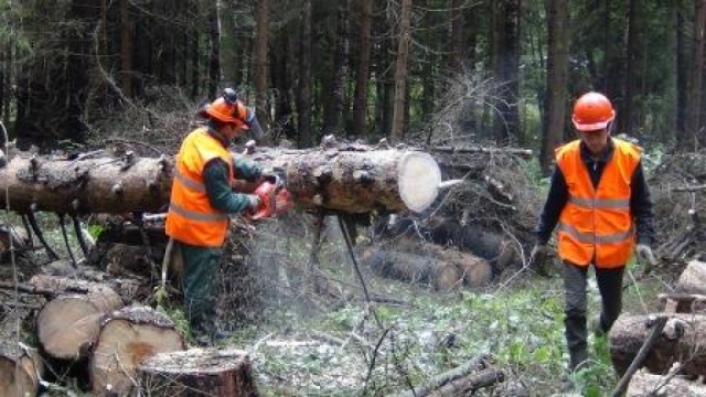В лесах Рузского округа проводятся санитарные рубки