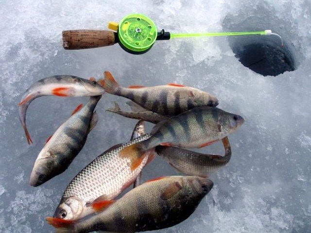 Соревнования «Рузская рыбалка» пройдут в Рузском округе