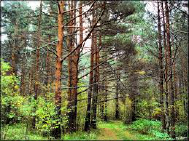 Жители Подмосковья могут пожаловаться на незаконную рубку леса на сайте Комлесхоза