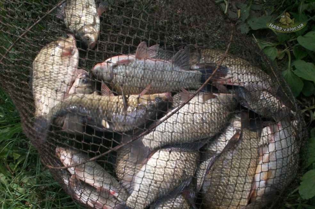 Утверждены правила рыболовства для Волжско-Каспийского рыбохозяйственного бассейна