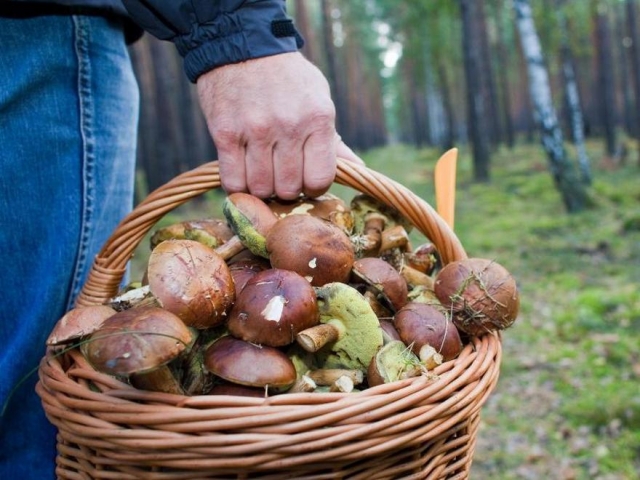 Четырнадцать грибников заблудились в лесах Рузского городского округа за неделю