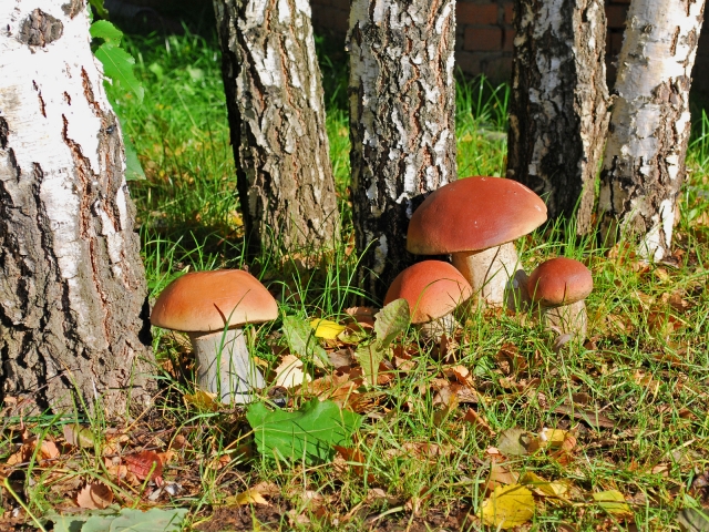 Рузский городской округ признан одним из наиболее грибных в Подмосковье    