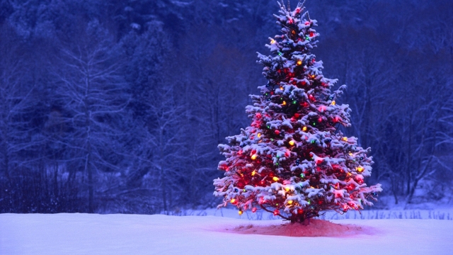 Сделай Рузским лесам новогодний подарок – оставь елочку в лесу!