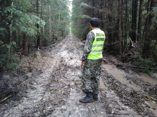 В Рузском округе привлекут к работе общественных лесных инспекторов 