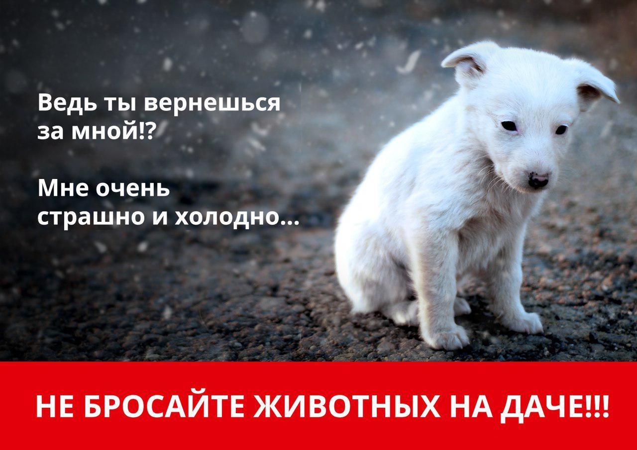 Россельхознадзор руза