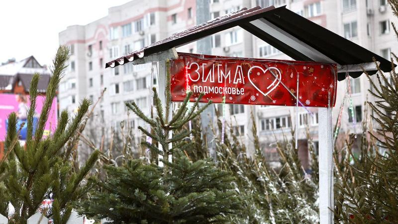 Жителям Подмосковья рассказали, сколько будут стоить новогодние елки