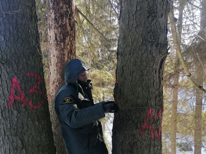 Рядом с рабочим поселком Тучково Рузского городского округа уберут аварийные деревья