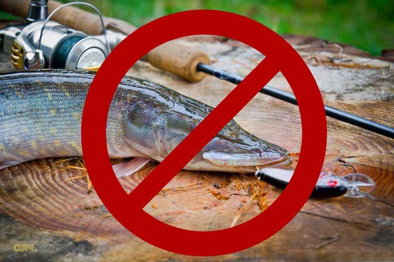 Ружан информируют о запрете рыболовства в период весеннего нереста рыб