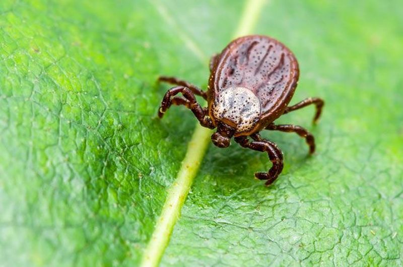 Заболеваемость инфекцией, передаваемой через укусы клещей, остается крайне актуальной