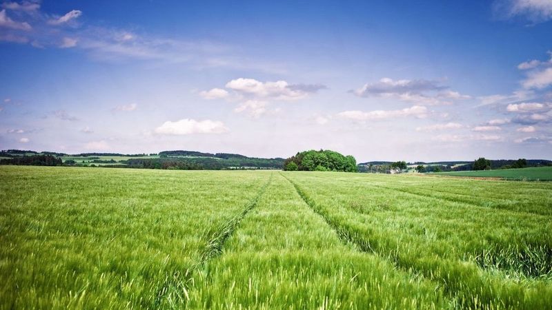 В Рузском округе введут в оборот 500 га земли под выращивание сельхозкультур 