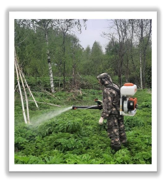 В Рузском округе борются с борщевиком 