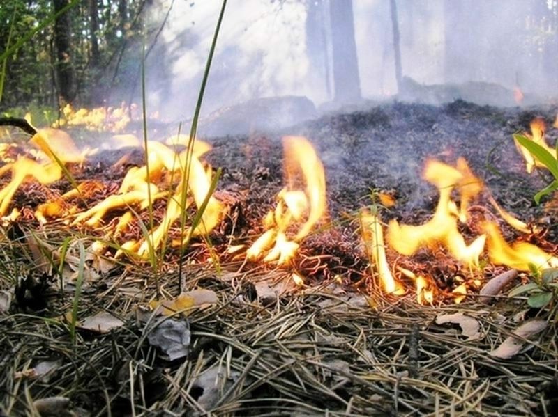 Московско-Смоленская транспортная прокуратура – об  административной ответственности за сжигание сухостоя