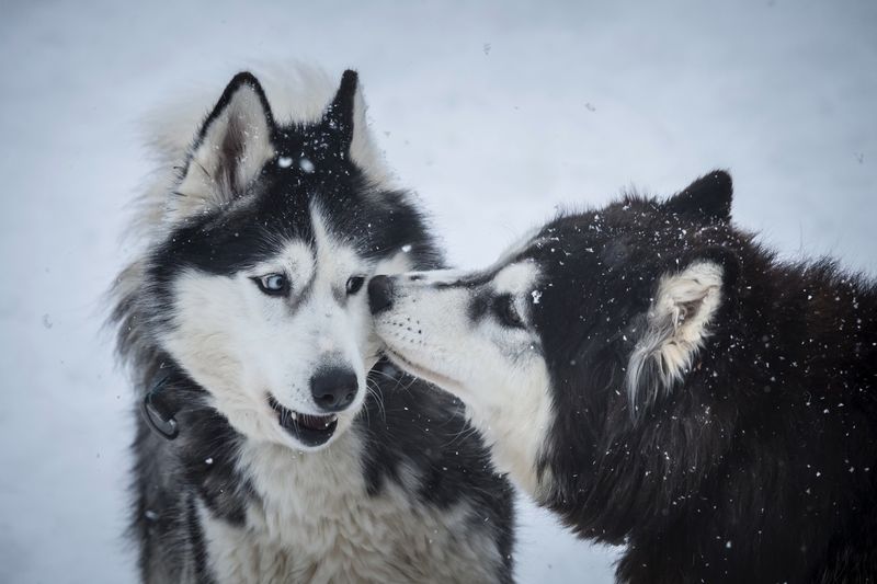 Ружан приглашают в Хаскидеревню
