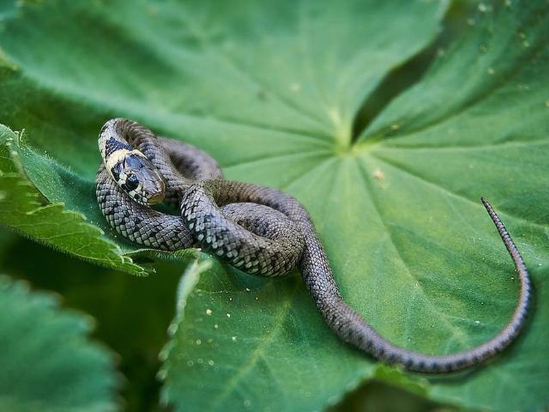 В подмосковных лесах водятся 4 вида змей - Новости Рузского городского  округа