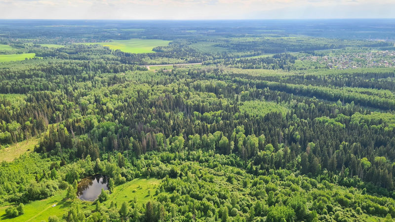 Посещение лесов ограничат в Подмосковье с 19 августа