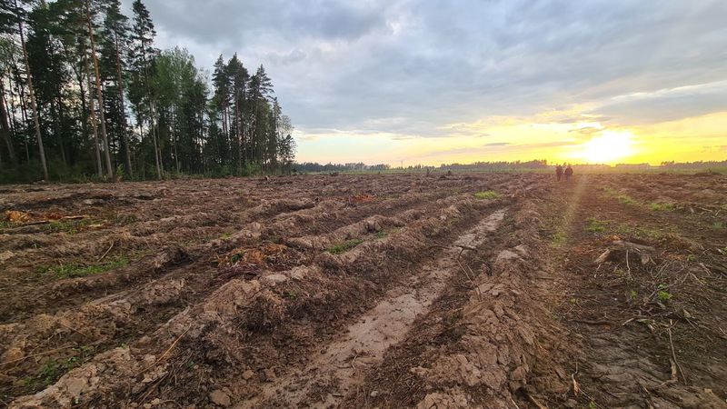 В Подмосковье заканчиваются работы по подготовке почвы под посадки будущего леса