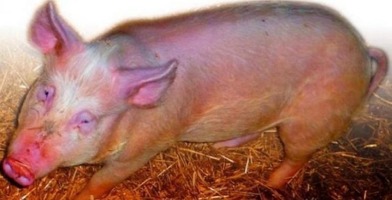 Ружанам – о профилактике африканской чумы свиней