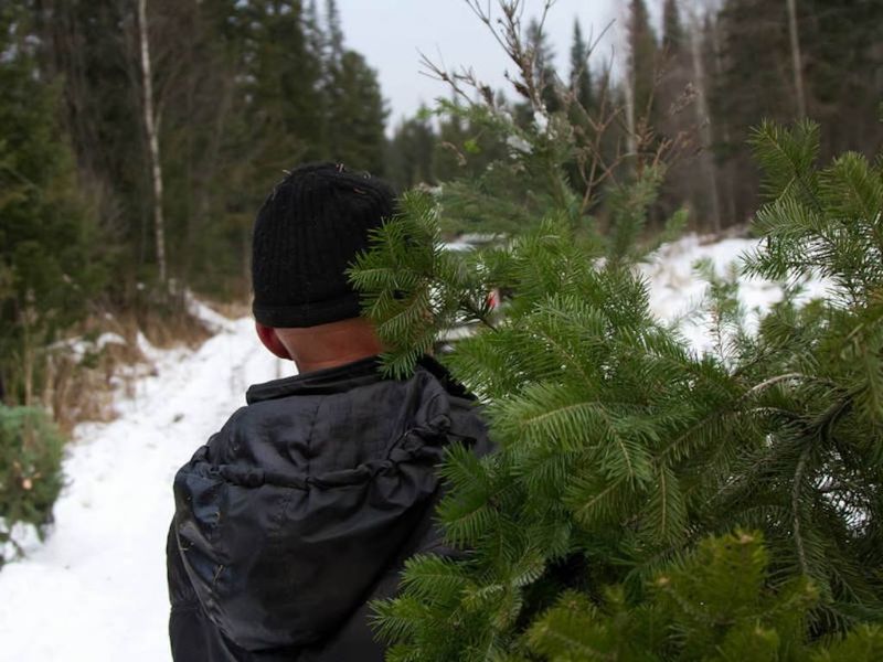 В лесах Подмосковья усилят патрулирования по охране молодняков
